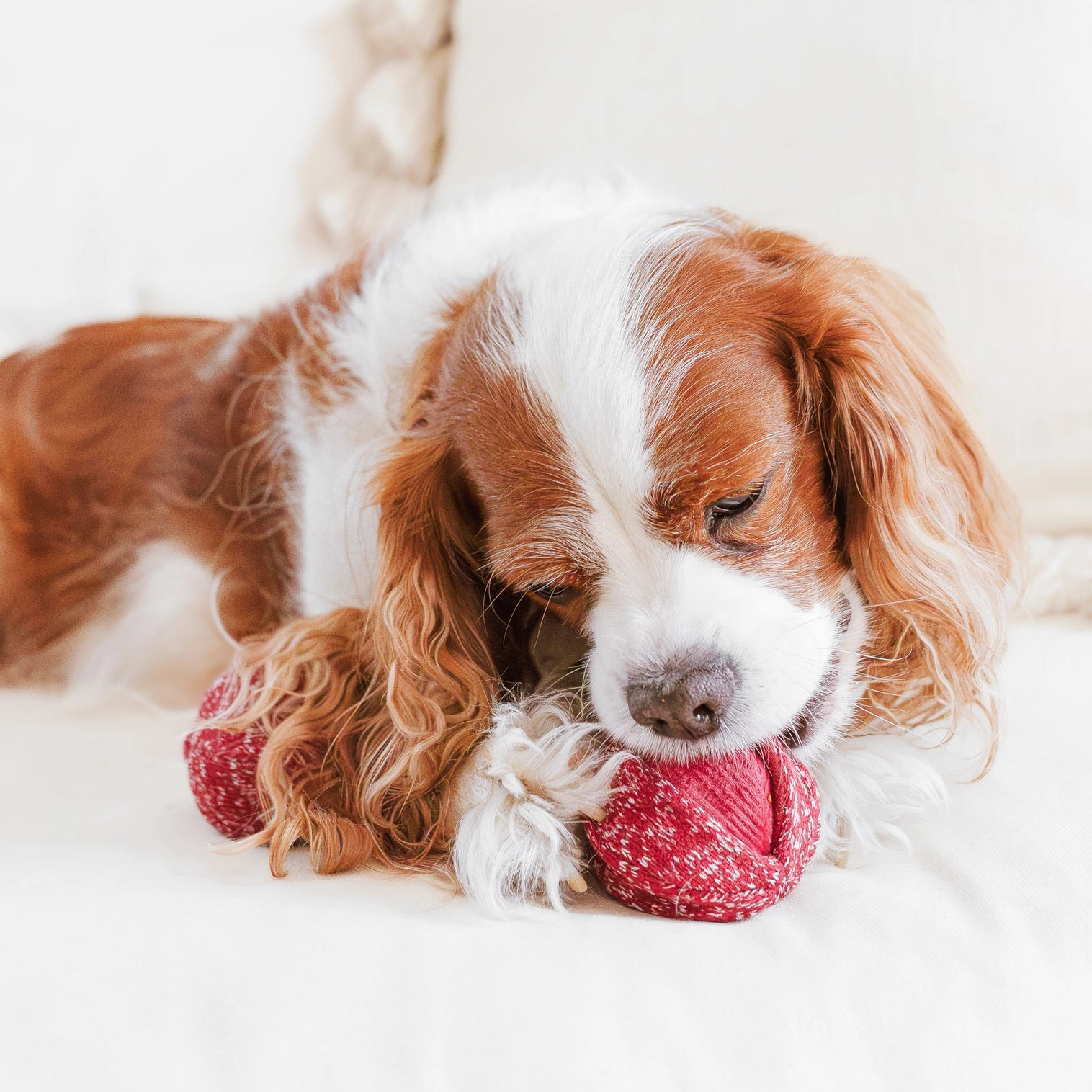 Jouet de fouille pour chien cerise