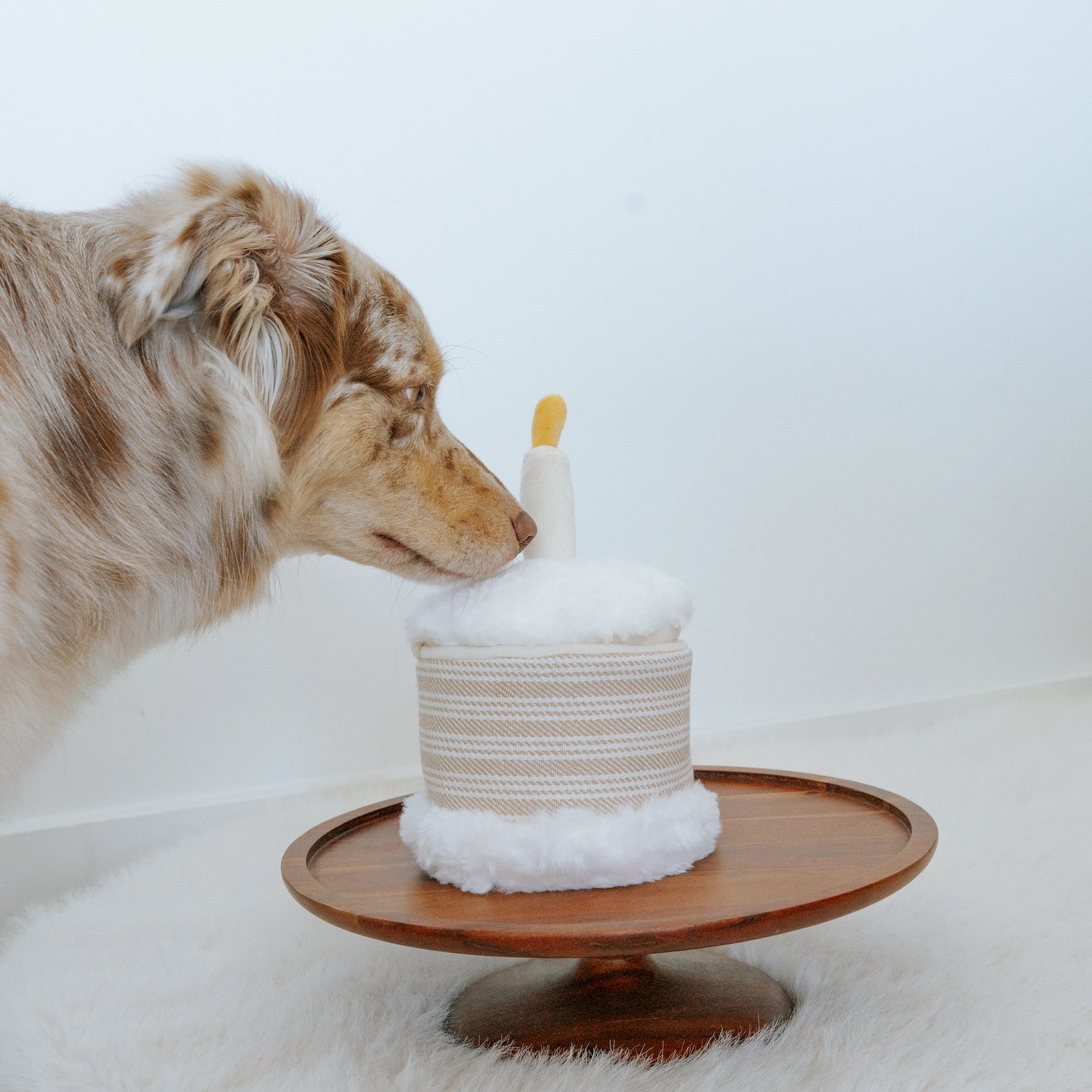 Gateau d'anniversaire de fouille