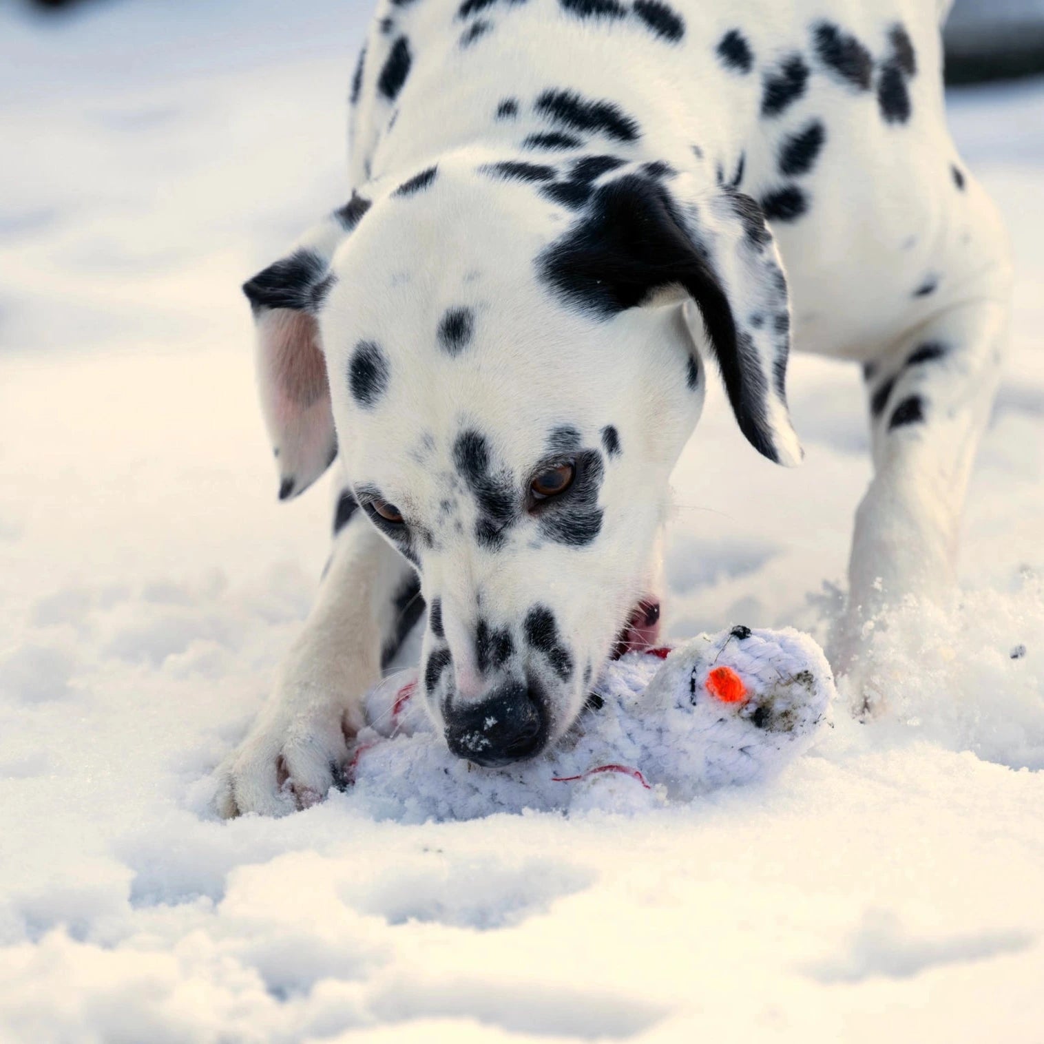 Jouet de noel pour chien solide