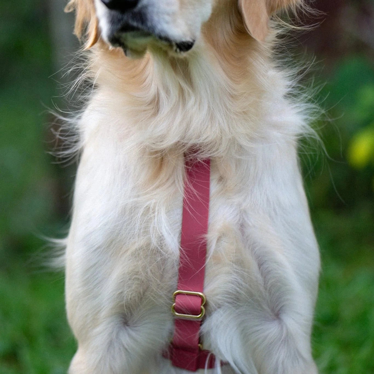 Harnais pour chien waterproof bordeaux