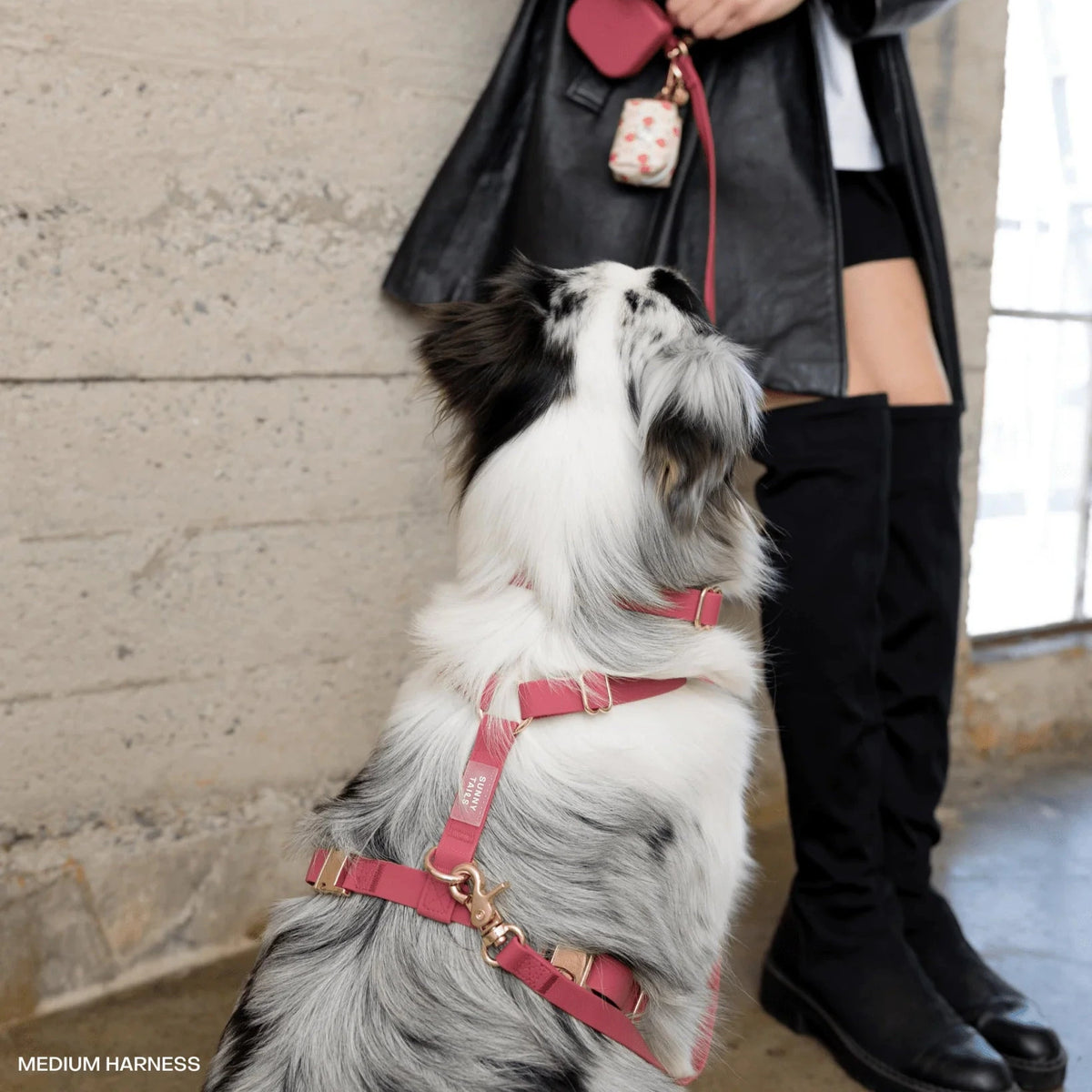 Harnais pour chien waterproof bordeaux