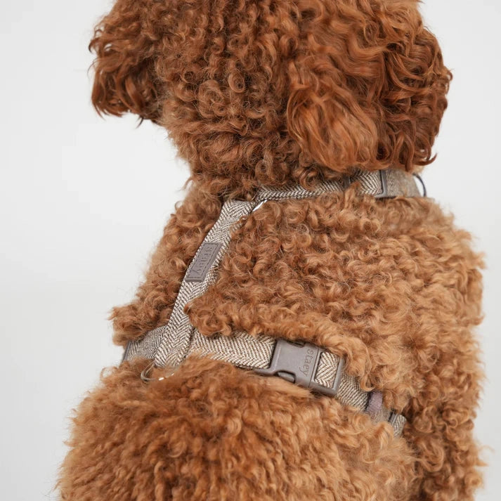 Harnais pour chien H Tara Mocca