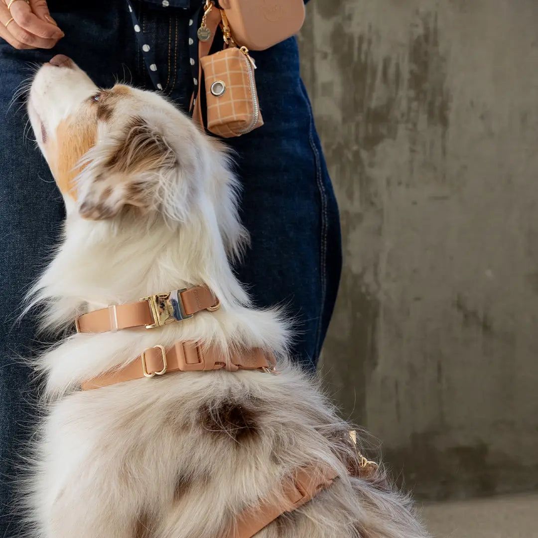 Harnais Waterproof Cloud Lite pour chiens