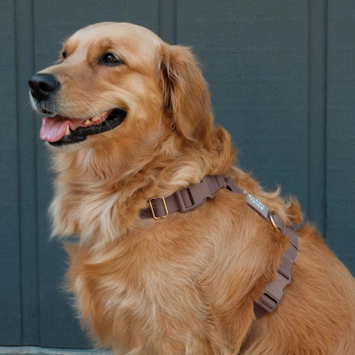 Harnais Waterproof Cloud Lite pour chiens