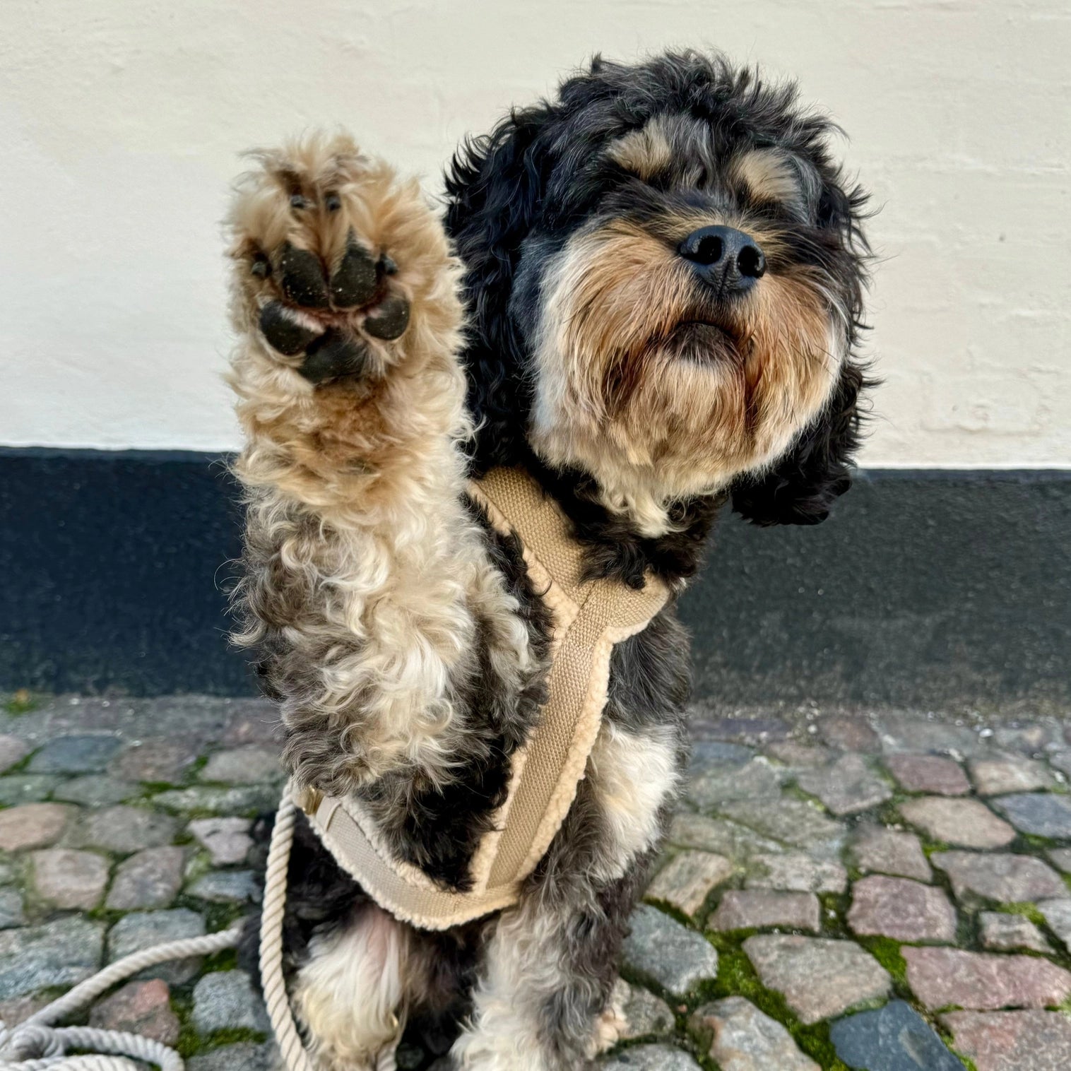 Harnais pour chien teddy beige Drews Dogwear