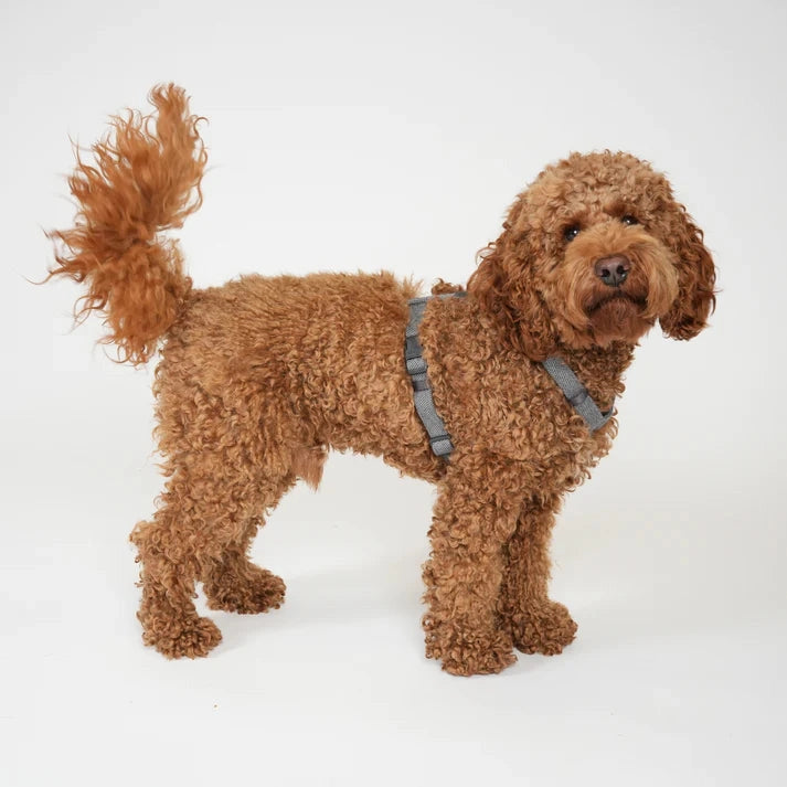 Harnais pour chien H Tara Bleu