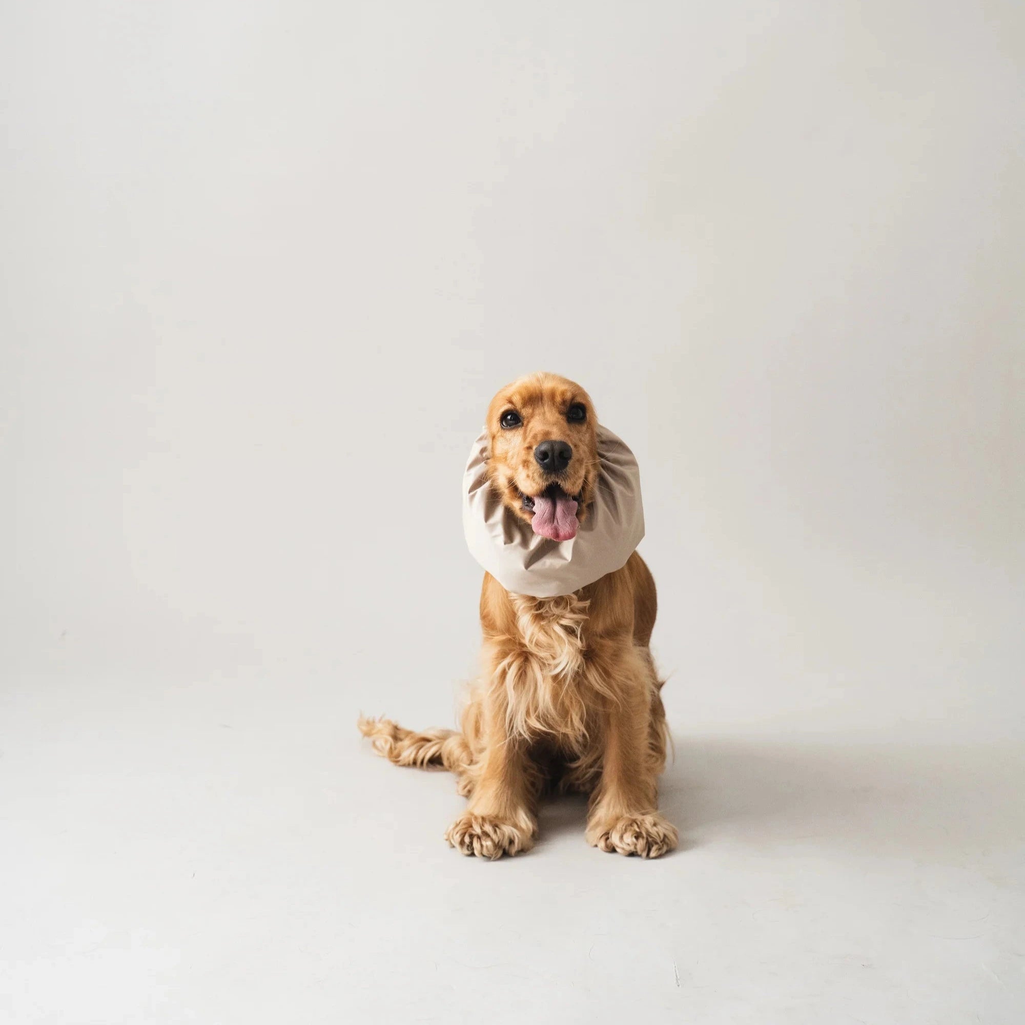 Snood impermeable pour chien