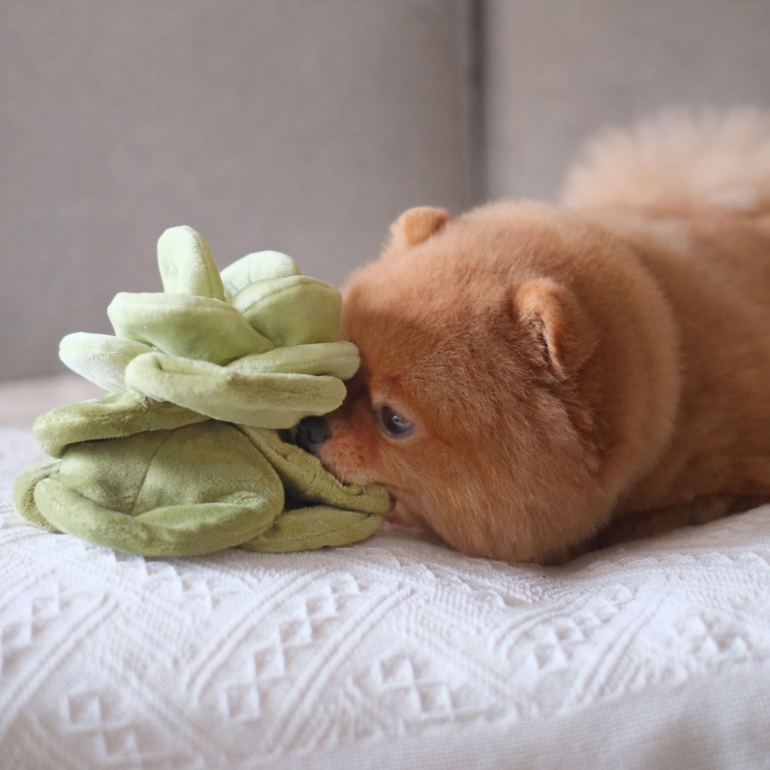 Jouet d'occupation Chou