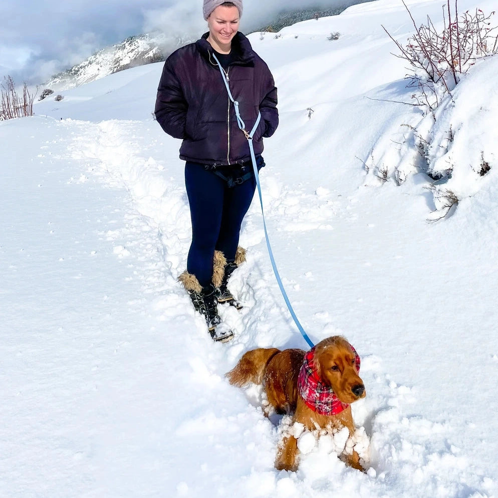 Laisse multi positions pour chiens Sunny Tails Bleu Clair