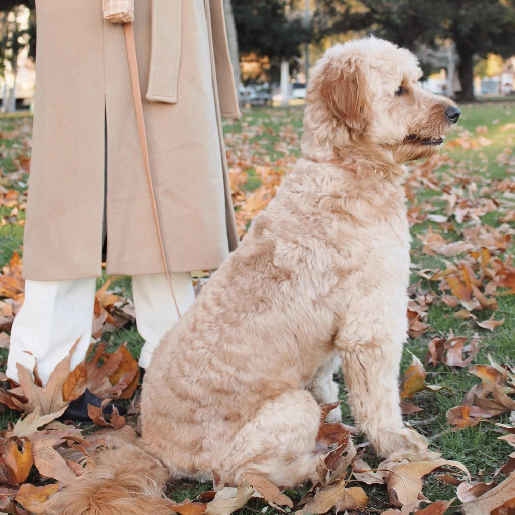 Laisse multi positions pour chiens Sunny Tails chaï