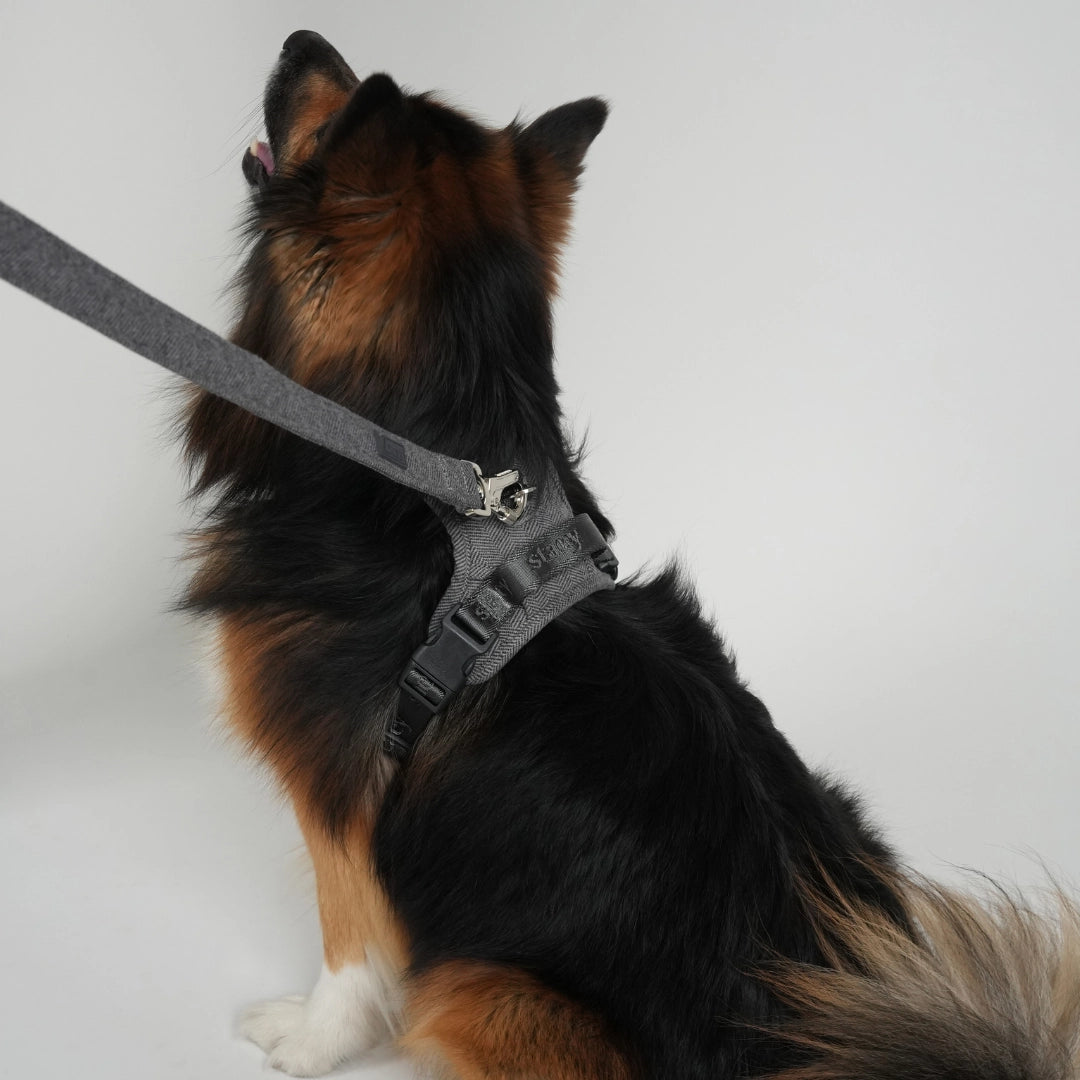 Laisse pour chiens Elma - Bleue