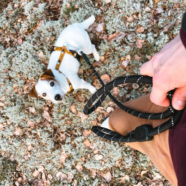 Laisse en corde noire pour chiens
