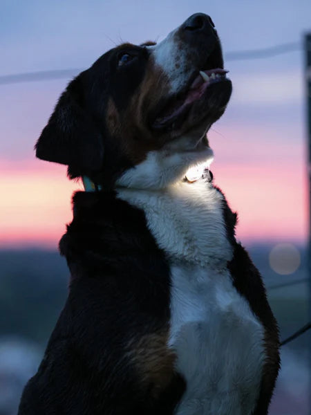 Lumière haute visibilité pour chien noire
