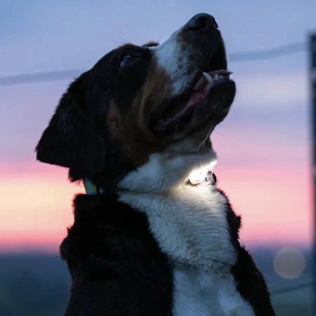 Collier lumineux pour chien
