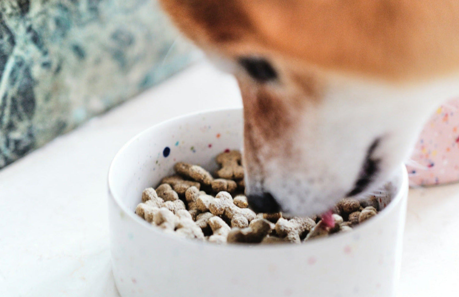 Monsieur Hardi Friandises pour chiens