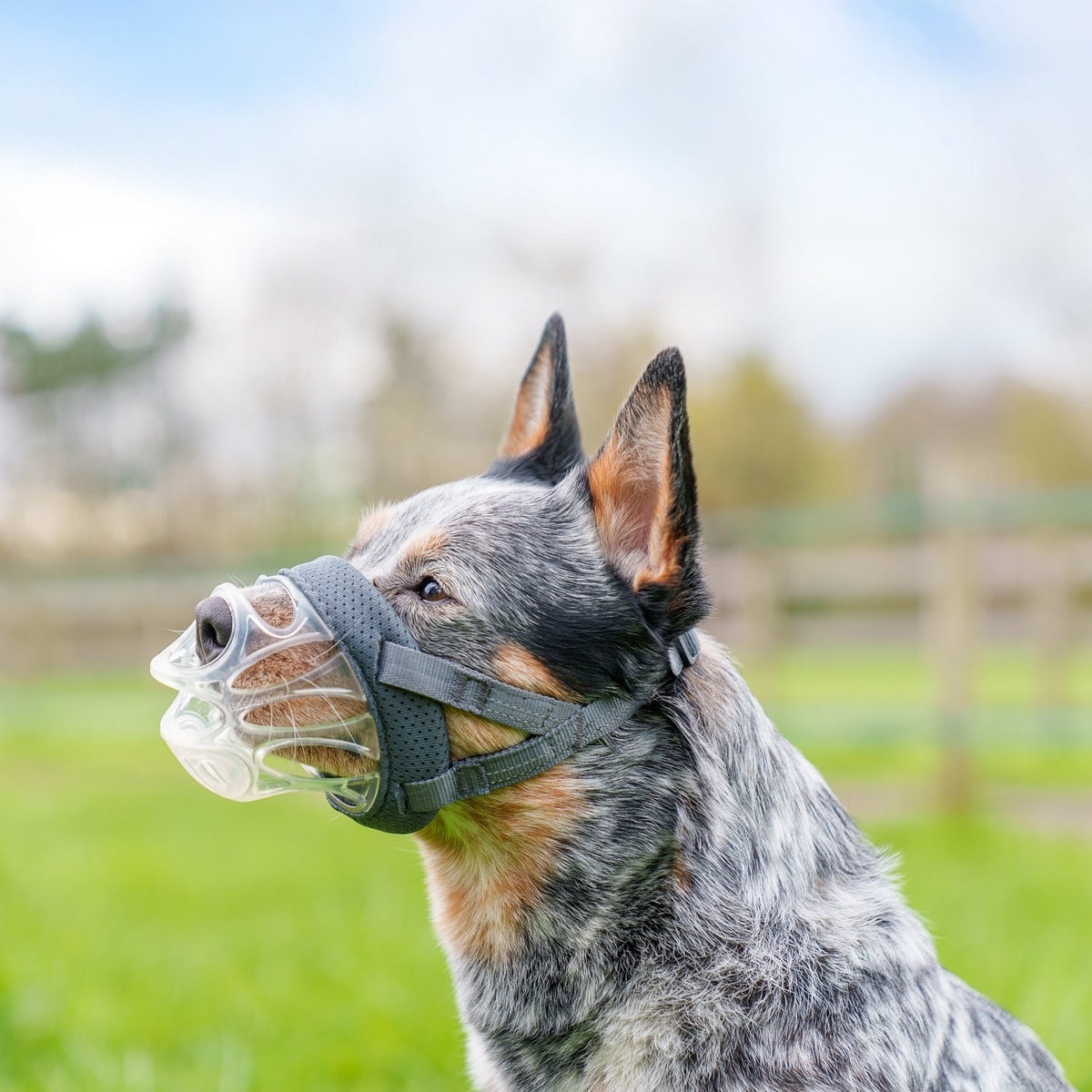 MUSELIERE INVISA BASKERVILLE