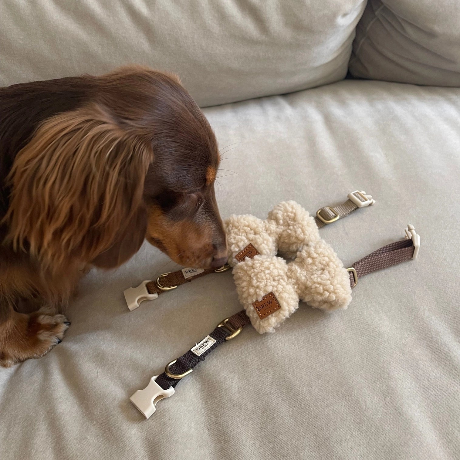 Noeud Papillon pour chien Teddy