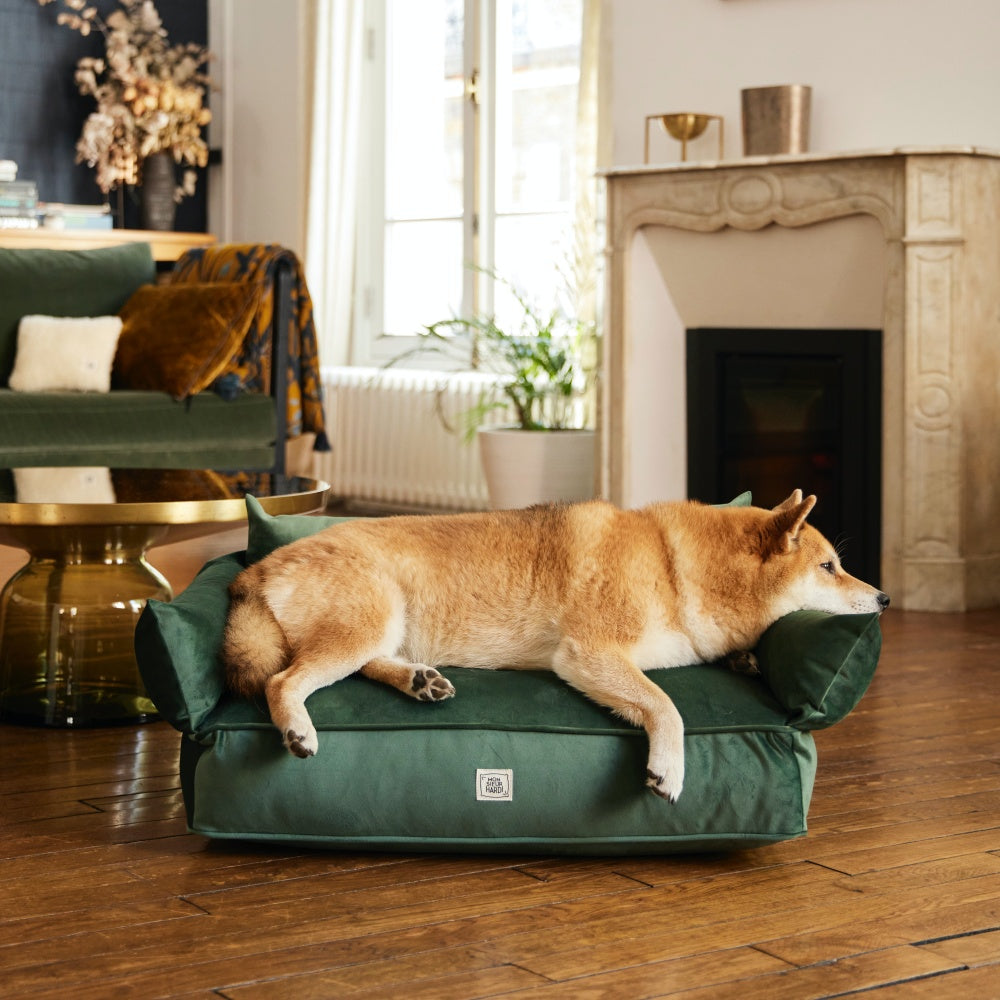 Canapé pour chien