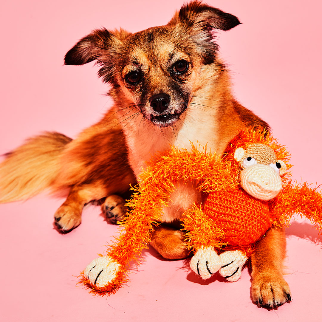Peluche pour chien singe