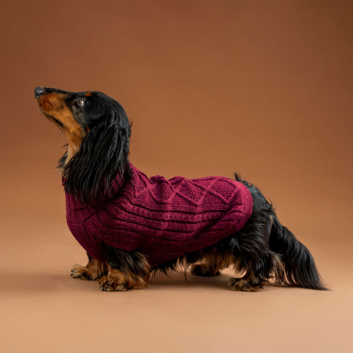 Pull pour chien en alpaga