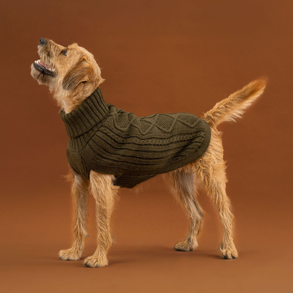 Pull pour chien Alpaga