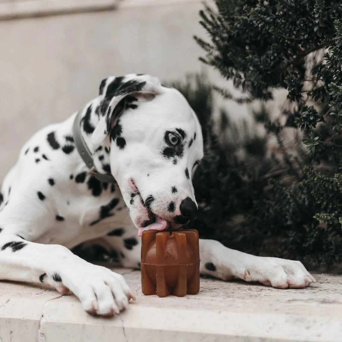 Jouet en résine à macher Chew Me