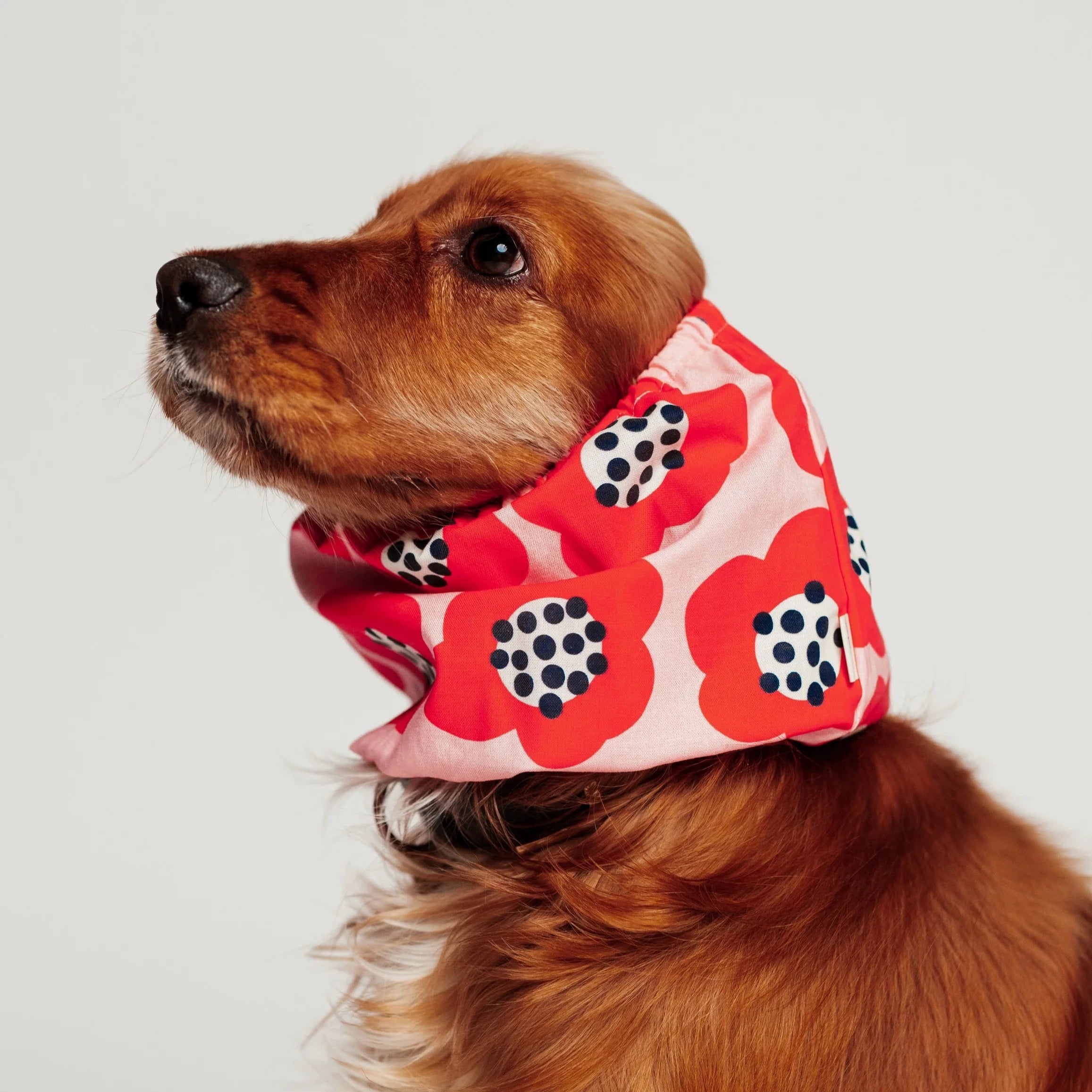 Snood à fleurs pour chiens