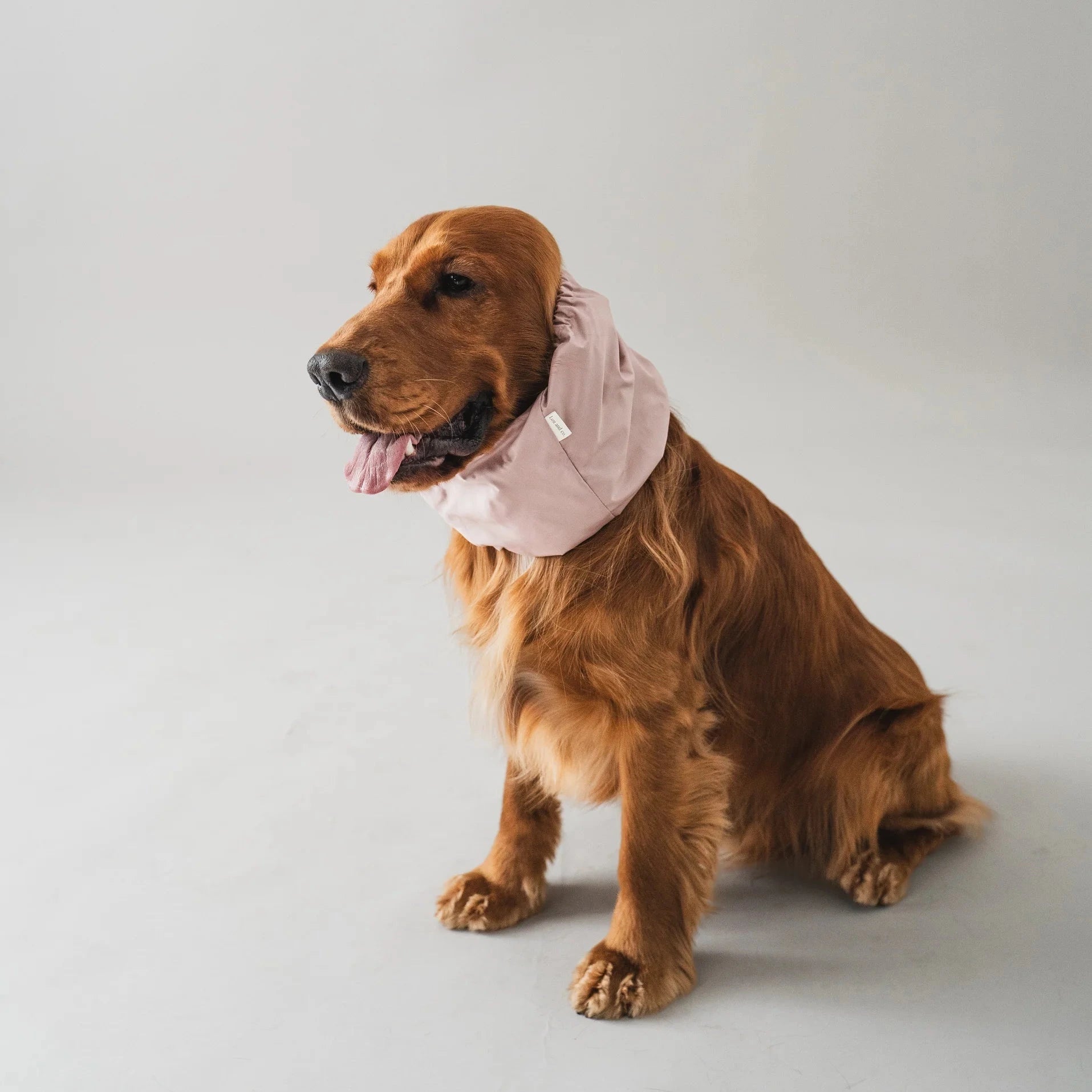 snood pour chien imperméable rose