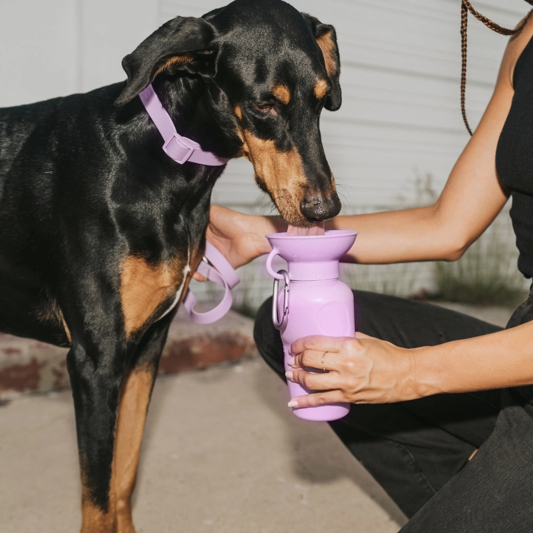 Gourde pour chien avec gamelle intégrée