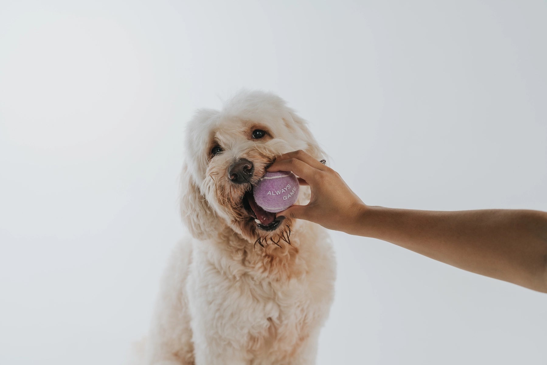 Lot de 4 balles de tennis colorées pour chien